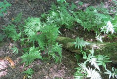 Phegopteris