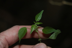 Parietaria debilis