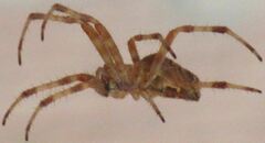 Araneus