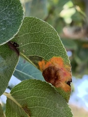 Gymnosporangium sabinae