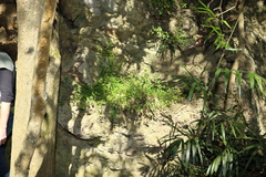 Parietaria debilis