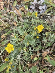 Potentilla breweri