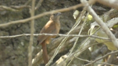 Tachyphonus coronatus