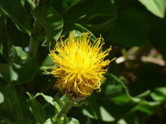 Centaurea macrocephala