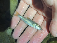 Semotilus corporalis