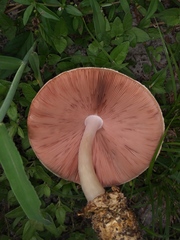Volvariella