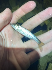 Semotilus corporalis