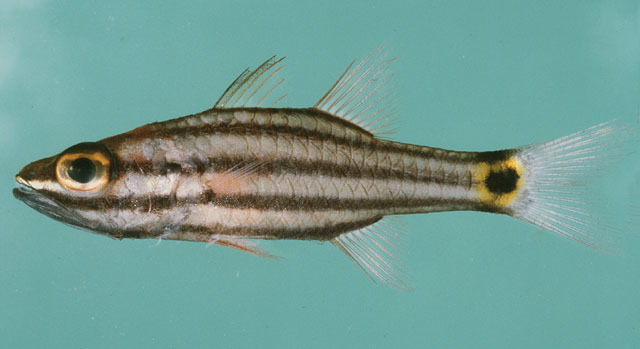 Pygmy Cardinalfish