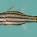 Pygmy Cardinalfish - Photo (c) Randall, J.E., some rights reserved (CC BY-NC)