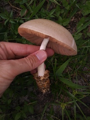 Volvariella