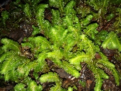 Schistochila nobilis