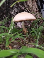 Volvariella