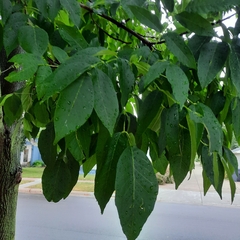 Fraxinus americana