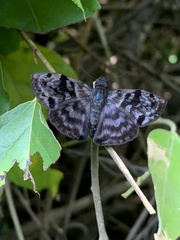 Ebrietas anacreon
