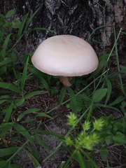 Volvariella