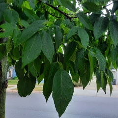 Fraxinus americana