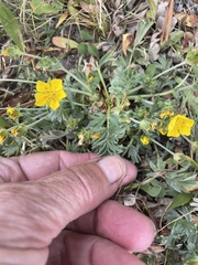Potentilla breweri