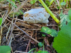 Hypomyces microspermus