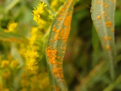 Coleosporium solidaginis