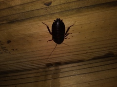 Eurycotis floridana