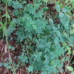 Mimosa microphylla