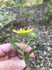 Grindelia lanceolata