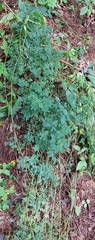 Mimosa microphylla