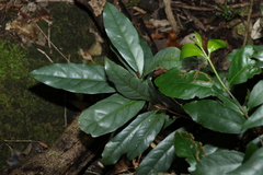 Beilschmiedia elliptica