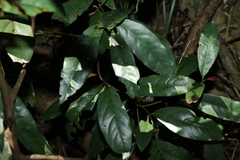 Beilschmiedia elliptica