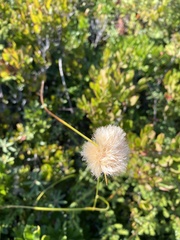 Eriophorum virginicum