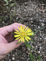 Grindelia lanceolata