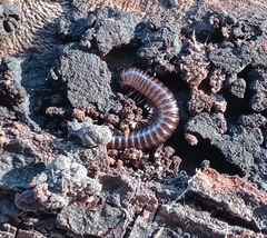 Cylindroiulus caeruleocinctus