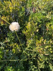 Eriophorum virginicum