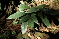 Beilschmiedia elliptica