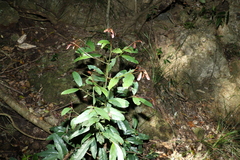 Beilschmiedia elliptica