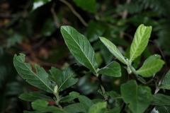 Psychotria loniceroides