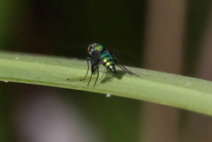 Condylostylus occidentalis