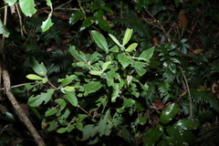 Psychotria loniceroides