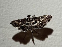 Diasemiopsis ramburialis