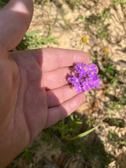 Verbena pulchella