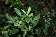 Psychotria loniceroides
