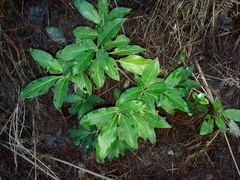 Cornus capitata