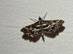 Diasemiopsis ramburialis