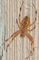 Araneus