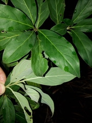 Cornus capitata