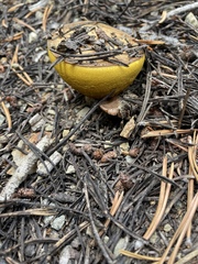 Suillus brevipes