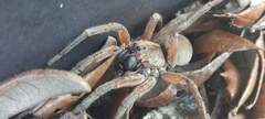Lycosinae