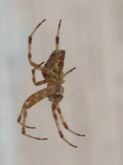 Araneus