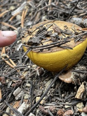 Suillus brevipes