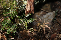 Maclura cochinchinensis